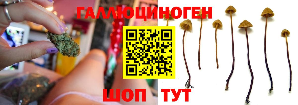 Псилоцибиновые грибы мицелий Мытищи